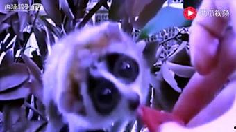 宙斯视频 吃瓜网官网免费观看,吃瓜网官网免费观看，揭秘娱乐圈幕后风云